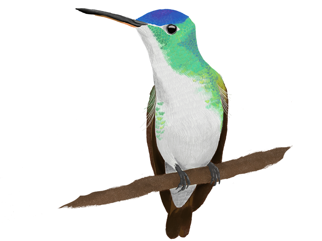 Andean Emerald Illustration Paula